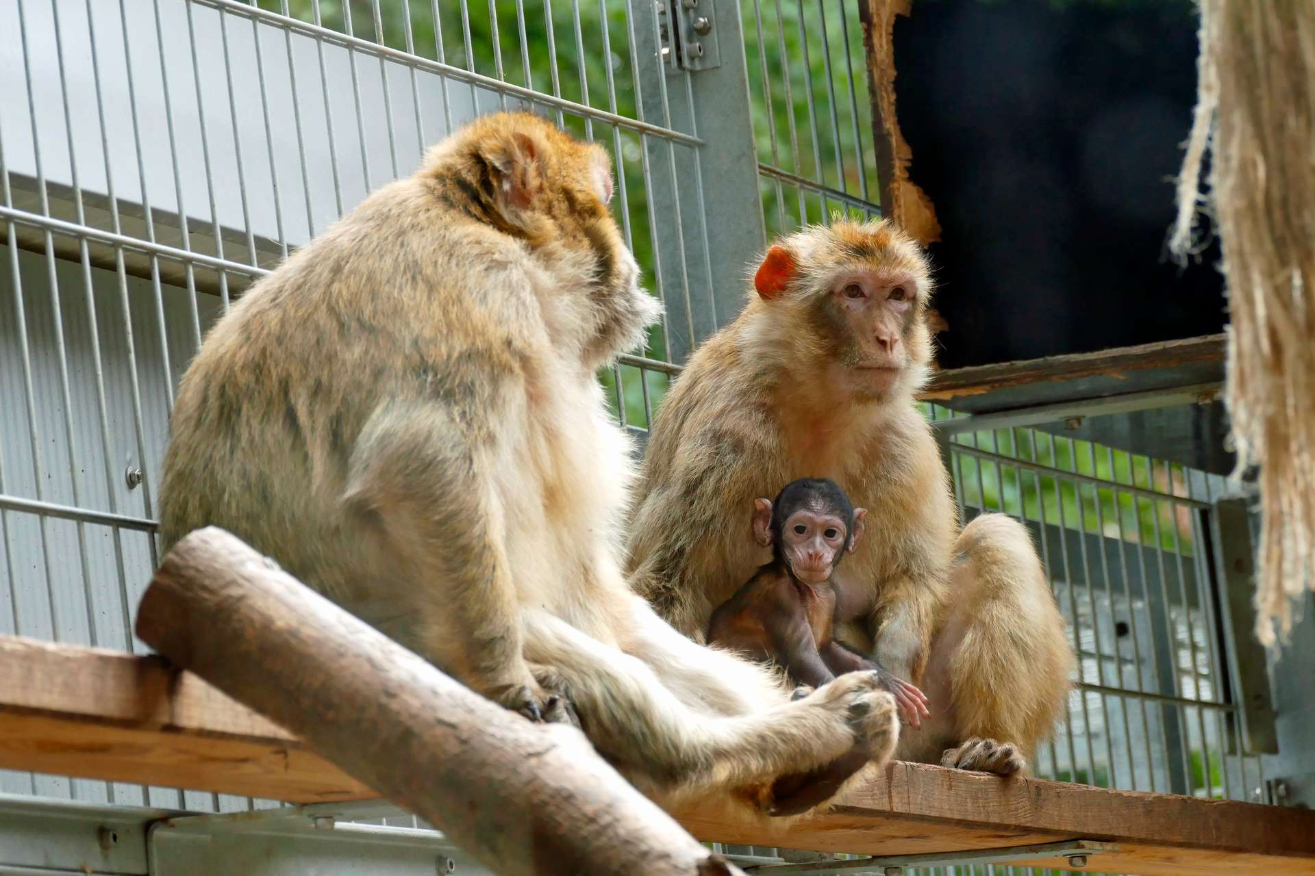 Bergtierpark Fürth-Erlenbach