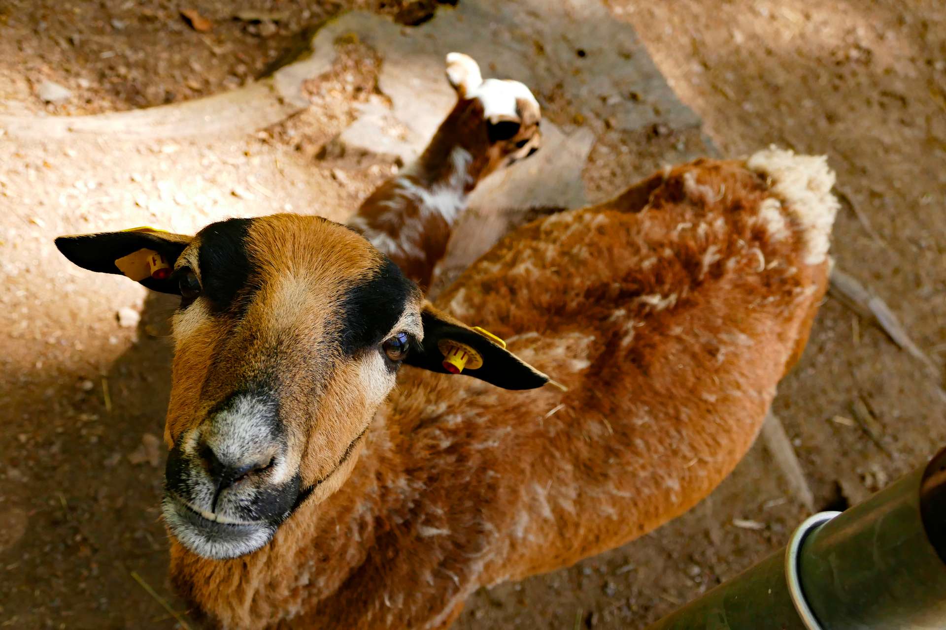 Bergtierpark Fürth-Erlenbach