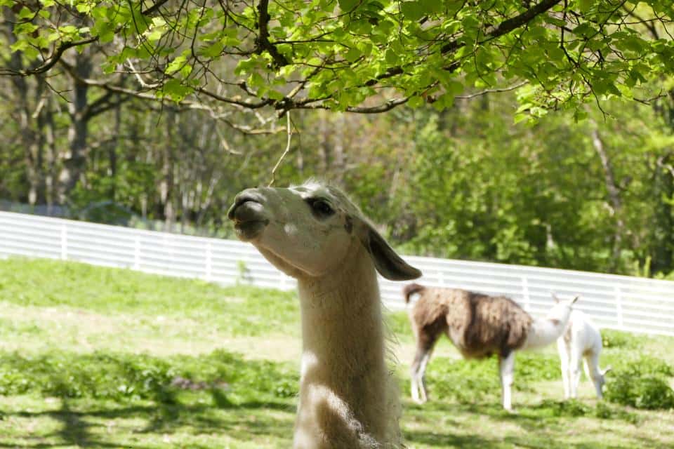 Bergtierpark Fürth-Erlenbach