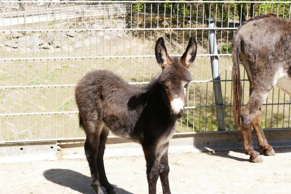 Bergtierpark Fürth-Erlenbach