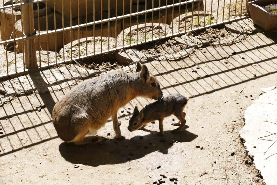 Bergtierpark Fürth-Erlenbach