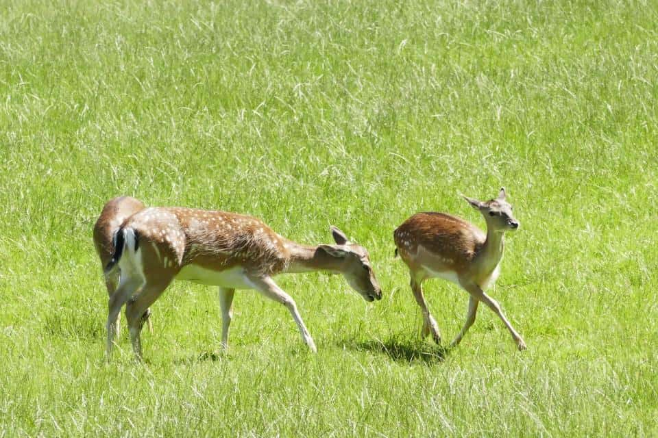 Englischer Garten zu Eulbach