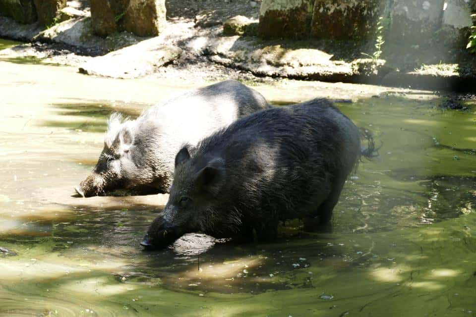 Englischer Garten zu Eulbach