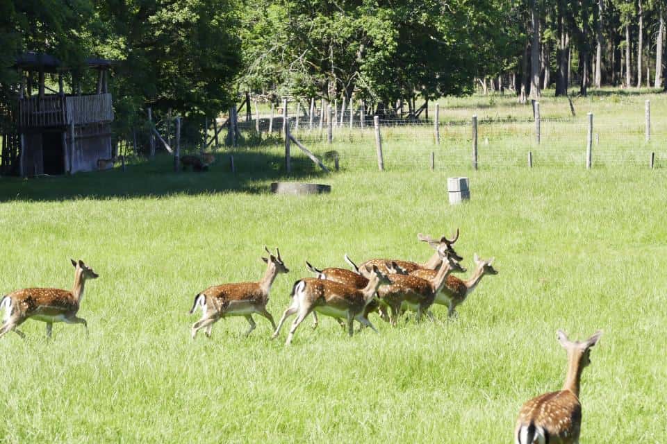 Englischer Garten zu Eulbach