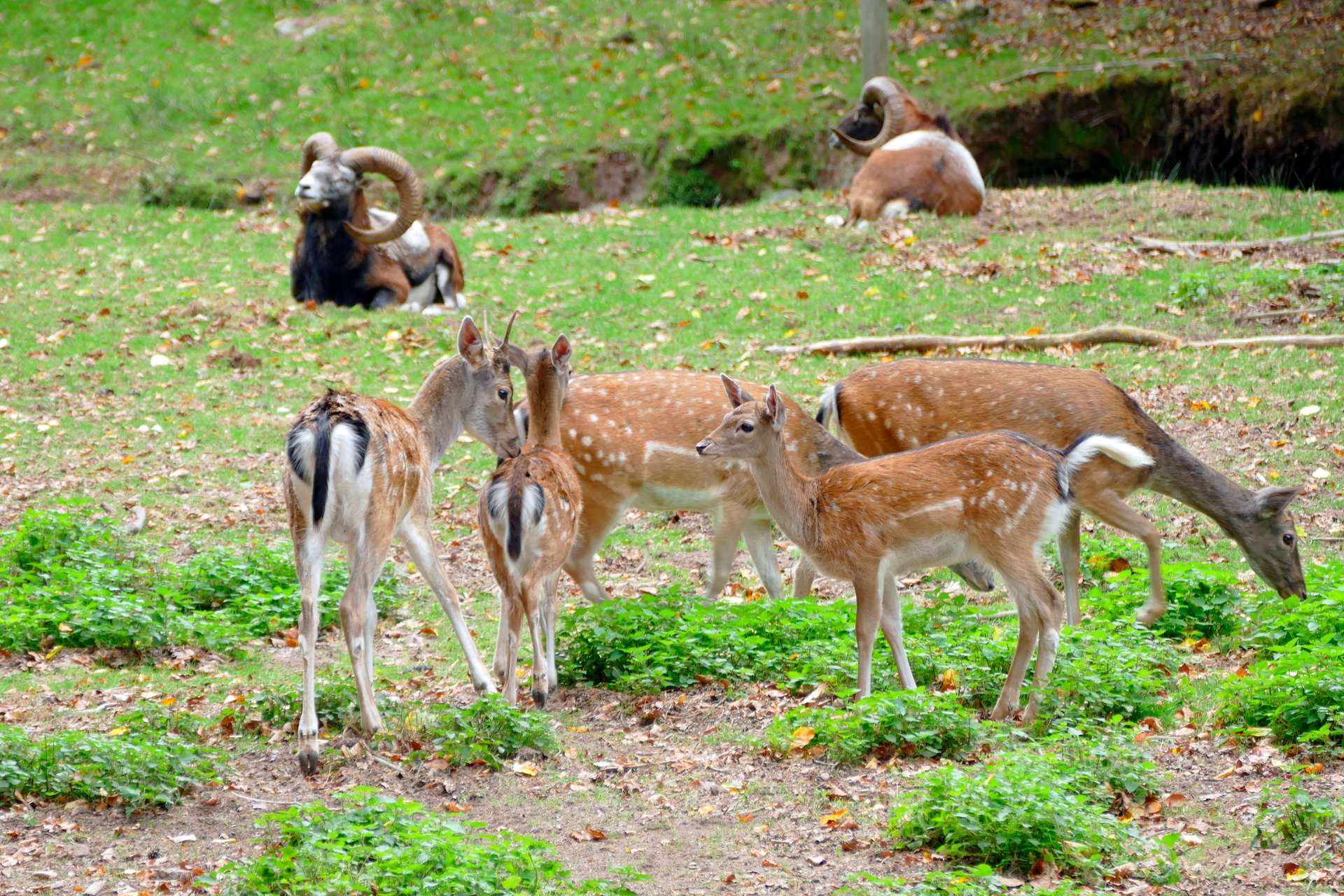 Wildpark Brudergrund