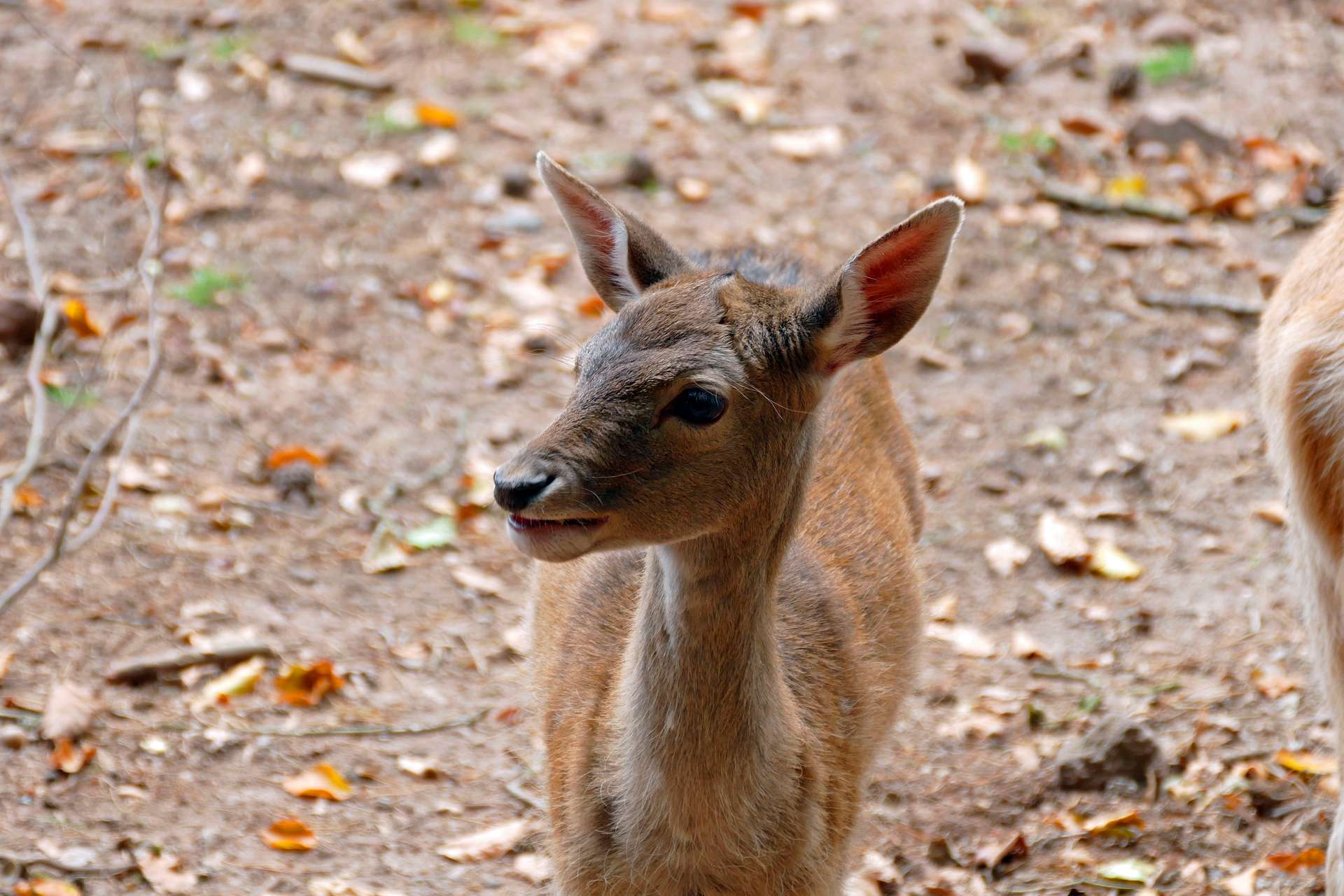 Wildpark Brudergrund