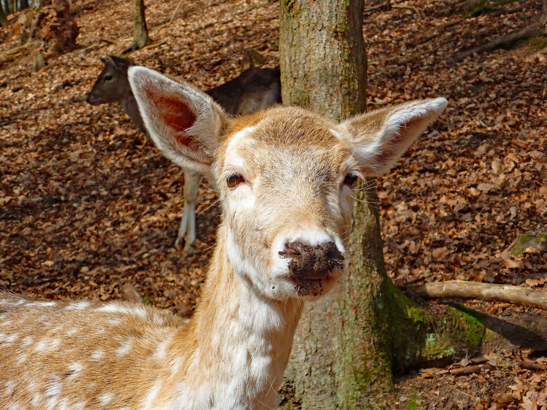 Wildpark Brudergrund