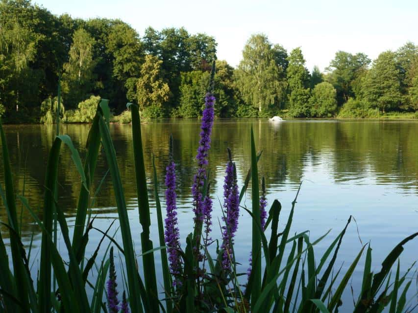 Kurpark Bad König